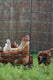 Ako producten poultrynet premium wel elektrificeerbaar 50m