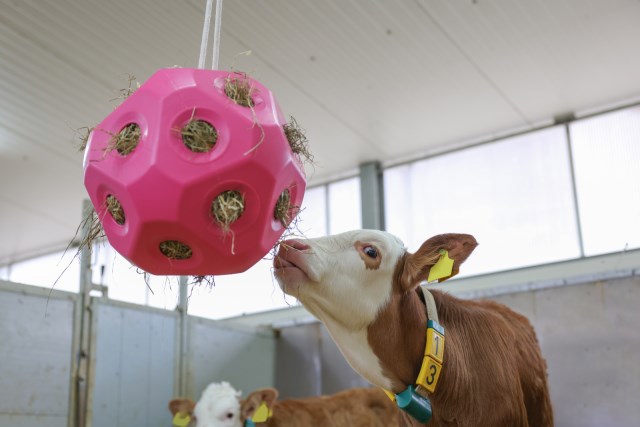 Load image into Gallery viewer, Voederspeel bal roze
