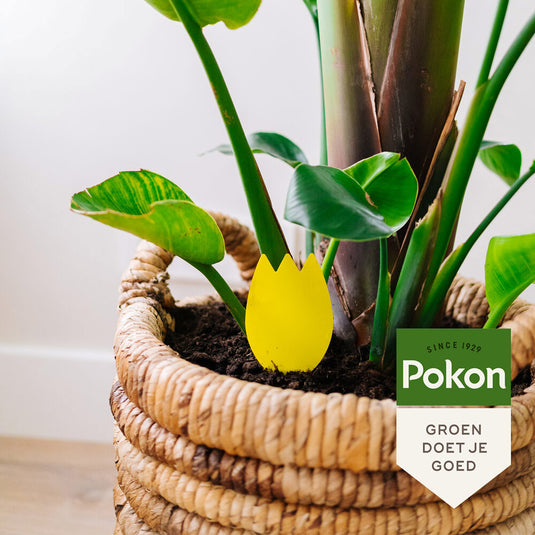 Pokon bio vangplaatjes tegen potgrondvliegjes 15st