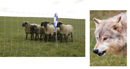 Load image into Gallery viewer, Ako wolfnet ovinet maxi 122cm x 50m dubbele pen
