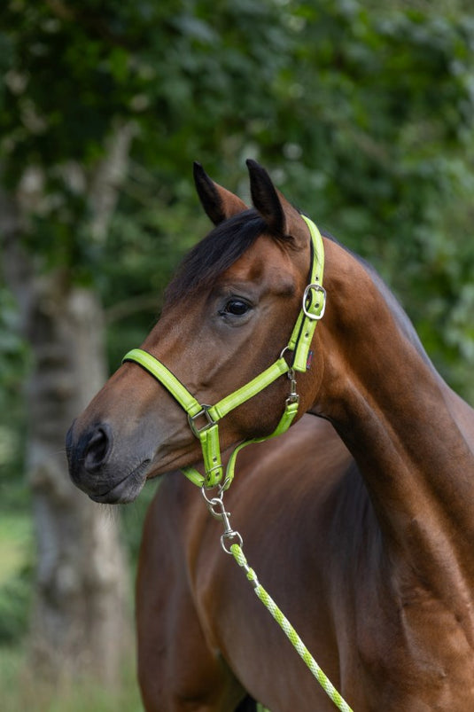 Abi producten halstertouw mustang karjnhaak 200cm groen