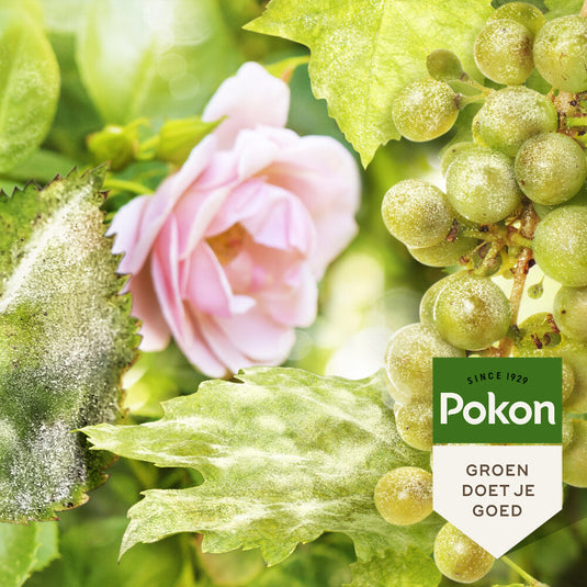 Pokon producten bio kuur voor weerbare en gezonde rozen spray 750ml