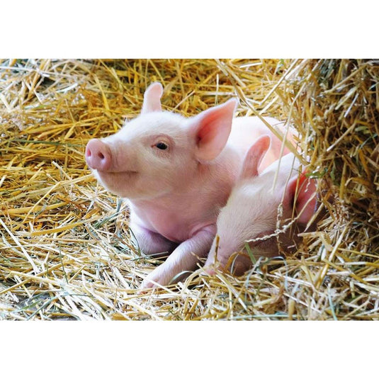 Ravensburger - Boerderijdieren Legpuzzel 2x12 stuks