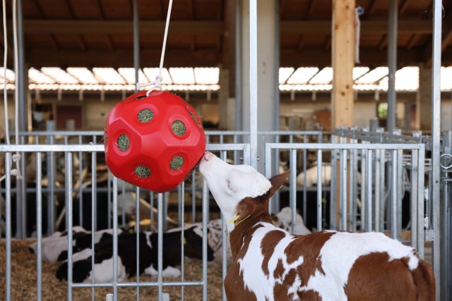 Load image into Gallery viewer, Voederspeel bal rood
