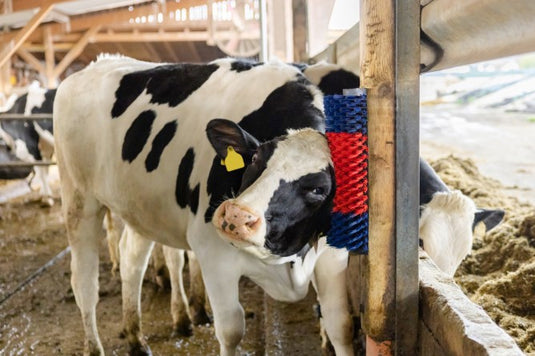 Producten halfronde koeborstel veeborstel blauw rood xl