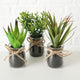 Boltze home sukkulente in pot ø10x17cm kunstplant