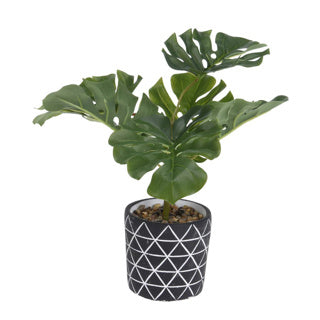 Plant 32cm hoog in cement pot | 2 stuks