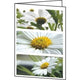 Wenskaarten sigel dc171 bloemen universal 220 g m² assorti 25 stuks
