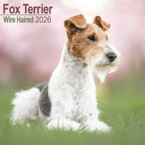 Avonside fox terrier ruwhaar kalender 2026