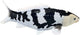 Mojo sealife koi karper - shiro utsuri koi - 381102