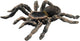 Bullyland 68457 – speelfiguur witte knie tarantula – ca. 8,5cm – levensecht en detailrijk vormgegeven – ideaal als educatief speelfiguur, decoratie of klein cadeautje voor kinderen vanaf 3 jaar