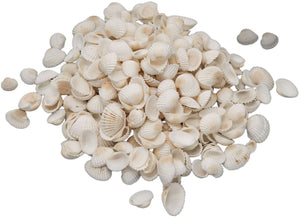 Colorations schelpen knutselpakket 500 gram - creatieve stranddecoratie.