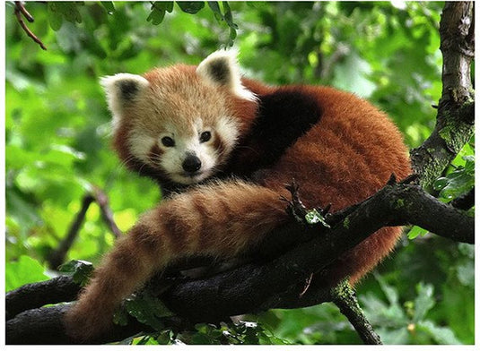 Ravensburger puzzel rode panda legpuzzel - 500 stukjes dieren.