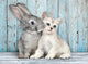 Clementoni - puzzel - 500 stukjes - kitten en konijn - high quality series
