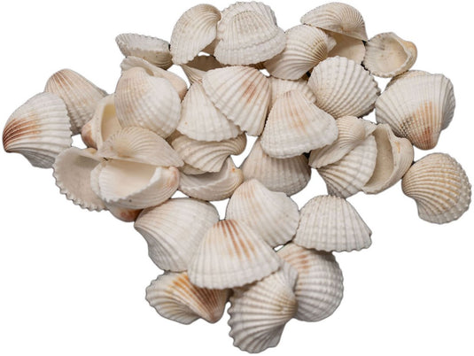 Colorations grote ark schelpen - 500 gram voor knutselwerkjes en decoratie