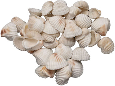 Colorations grote ark schelpen - 500 gram voor knutselwerkjes en decoratie