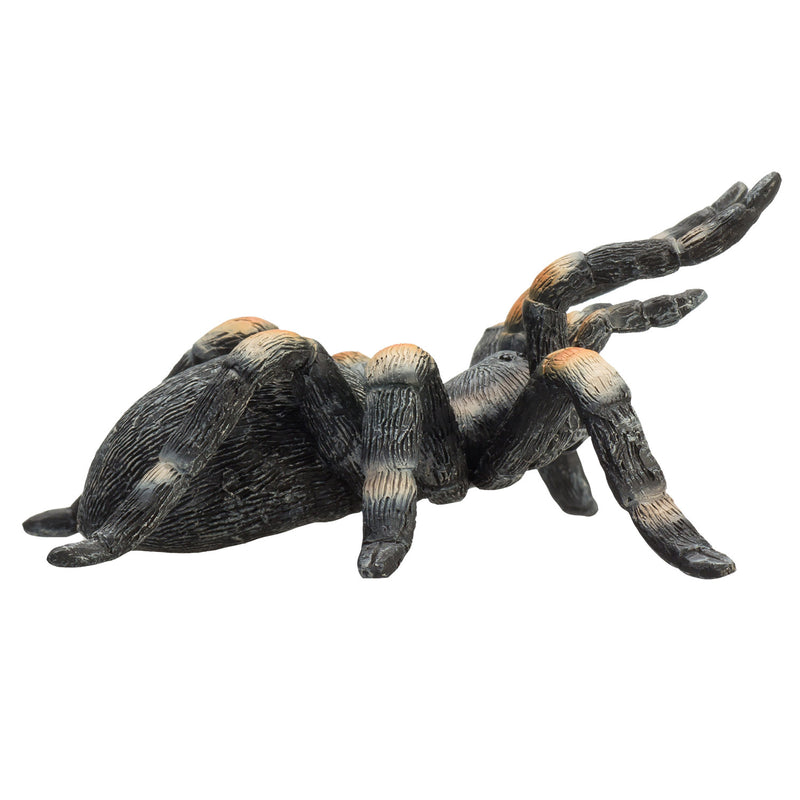 ギャラリービューアに画像をロードする, Mojo wildlife rode tarantula - 387213
