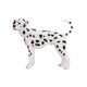 Mojo farmland dalmatiër - 387248