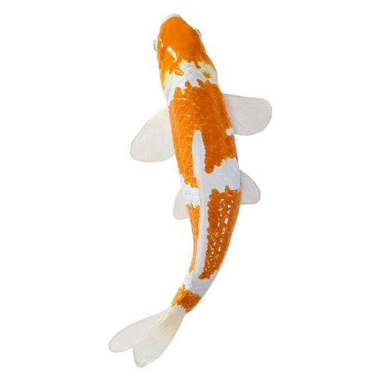 Mojo sealife koi karper - ochiba shigure koi - 381104