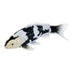 Mojo koi collection - shiro utsuri koi zwart wit 381120