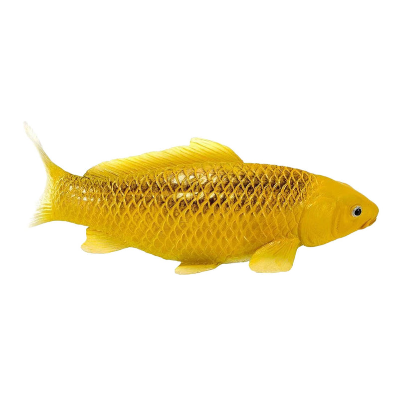 Afbeelding laden in galerijviewer, Mojo koi collection - kin matsuba koi goud 381123
