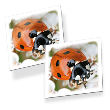Tactic memo insecten - memospel - zoek de juiste paren - vlinders, lieveheersbeestjes en andere kriebelbeestjes - educatief gezelschapsspel voor kinderen en families - 2 tot 6 spelers - vanaf 3 jaar