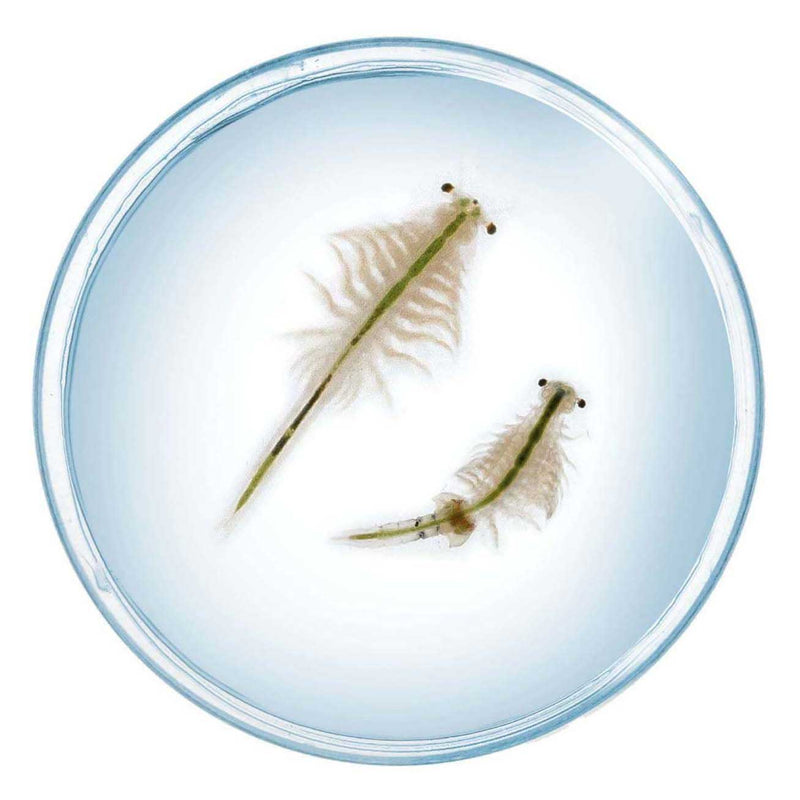 Chargez l'image dans la visionneuse de la galerie, Kosmos saltwater creatures speelset
