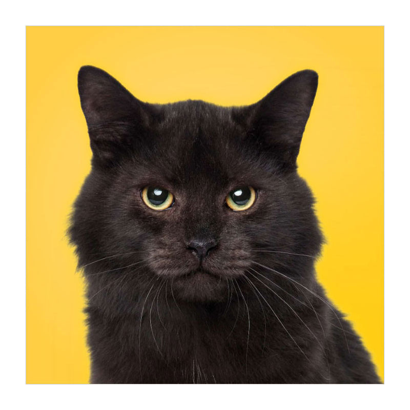 Afbeelding laden in galerijviewer, Deltas match the cats! - memospel
