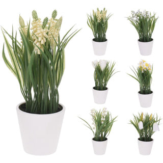 Nampook plant in pot 6 assorti | 6 stuks