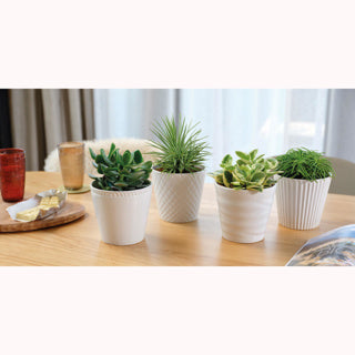 Afbeelding laden in galerijviewer, | 4 stuks
