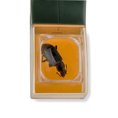 Load image into Gallery viewer, Carson bugview vergrootglas met één-hands insectenvanger
