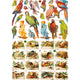 Vintage plaatjes, vogels, vel 16,5x23,5 cm, 2 vel 1 doos
