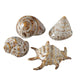 Boltze home deco schelp 7x6x4cm