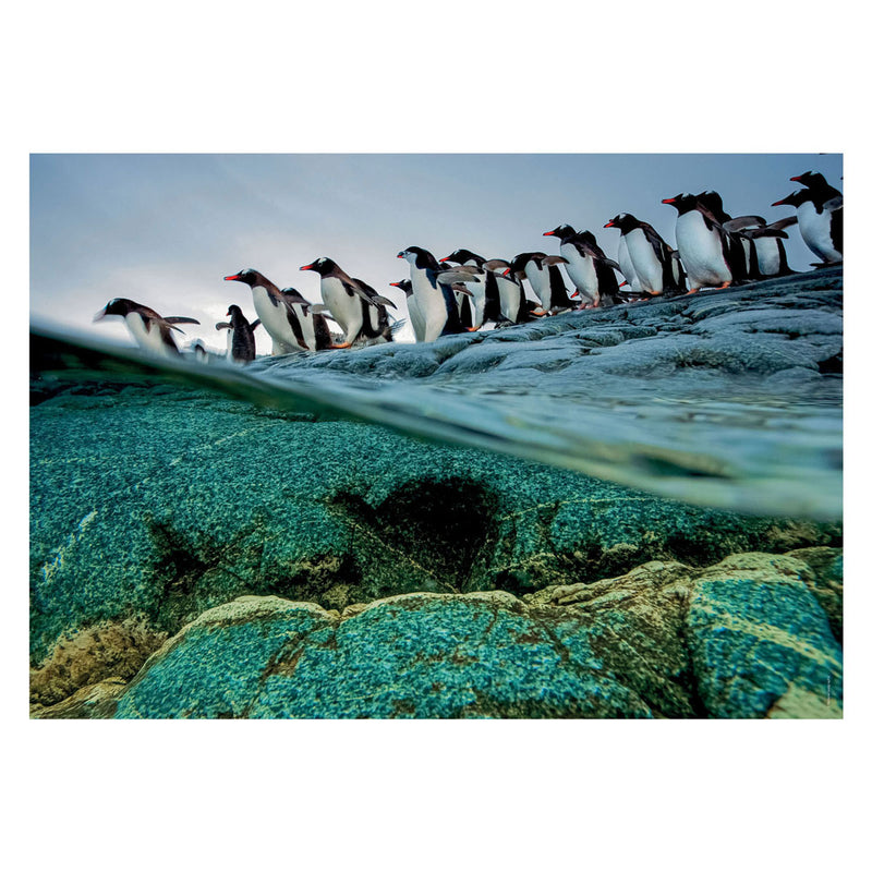 Load image into Gallery viewer, Clementoni Legpuzzel National Geographics - Penguin, 1000st.
