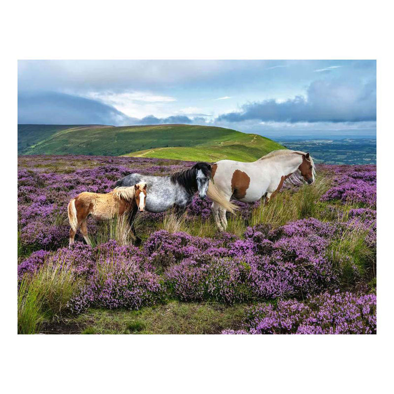 Afbeelding laden in galerijviewer, Ravensburger legpuzzel wild horses in the heather - 2000st.
