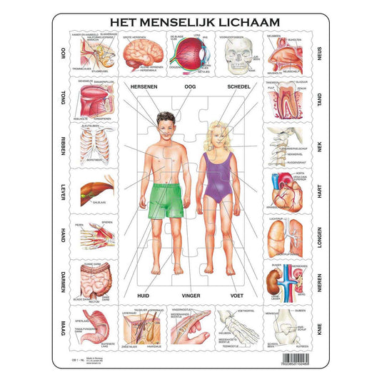 Selecta larsen het menselijk lichaam, 35st.