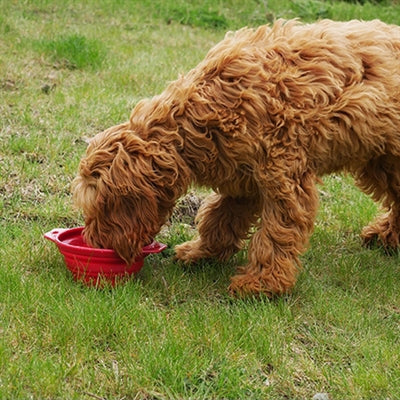 Load image into Gallery viewer, Rosewood Pet stuff drinkbak opvouwbaar assorti
