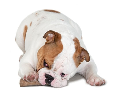 Load image into Gallery viewer, Petstages Dogwood durable stick
