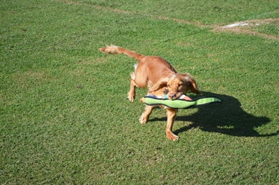 Load image into Gallery viewer, Happy pet gaudy game fazant
