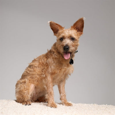 Load image into Gallery viewer, Tickless Teek en vlo afweer voor hond en kat zwart
