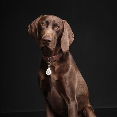 Load image into Gallery viewer, Tickless Teek en vlo afweer voor hond en kat beige
