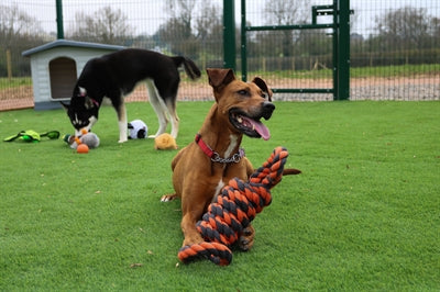 Load image into Gallery viewer, Happy pet nuts for knots extreme spoel 8 vorm tugger grijs oranje
