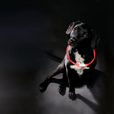 Trixie lichtgevende halsband usb flash light oplaadbaar tpu rood