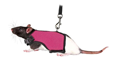 Load image into Gallery viewer, Trixie softtuig met riem voor ratten assorti

