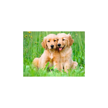 Ravensburger – the golden retriever brothers – legpuzzel – 500 stukjes