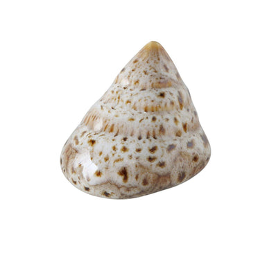 Boltze home decoratieve schelp 7x6x4cm beige bruin 4 assorti