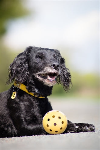 Load image into Gallery viewer, Trixie Gatenbal natuurrubber met bel voor blinde of gehandicapte hond
