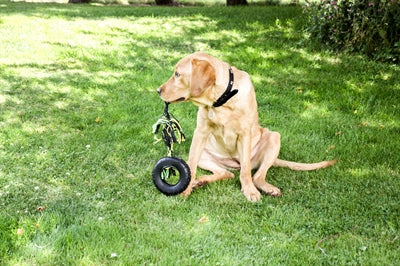 Load image into Gallery viewer, Happy pet grrrelli tyre tugger zwart groen
