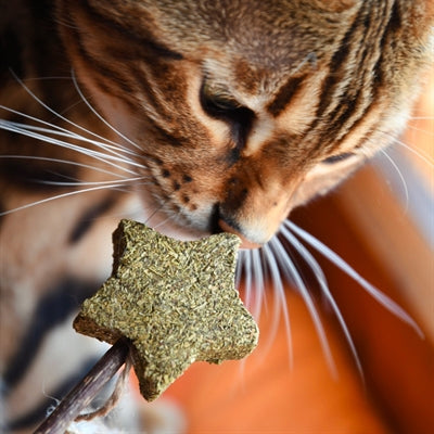 Load image into Gallery viewer, Croci Euphoria stick catnip ster met veren
