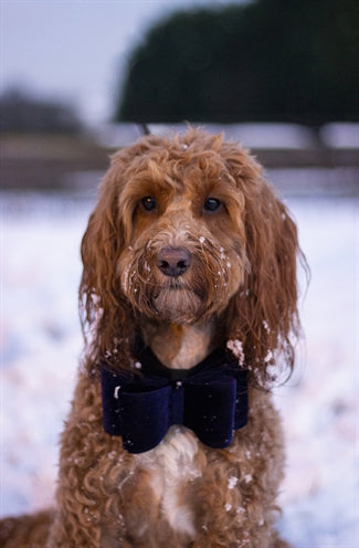 Load image into Gallery viewer, Cupid comet Luxury vlinderstrik fluweel blauw
